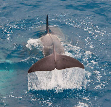 Image of killer whale