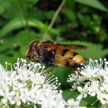 Image of lesser hornet hoverfly