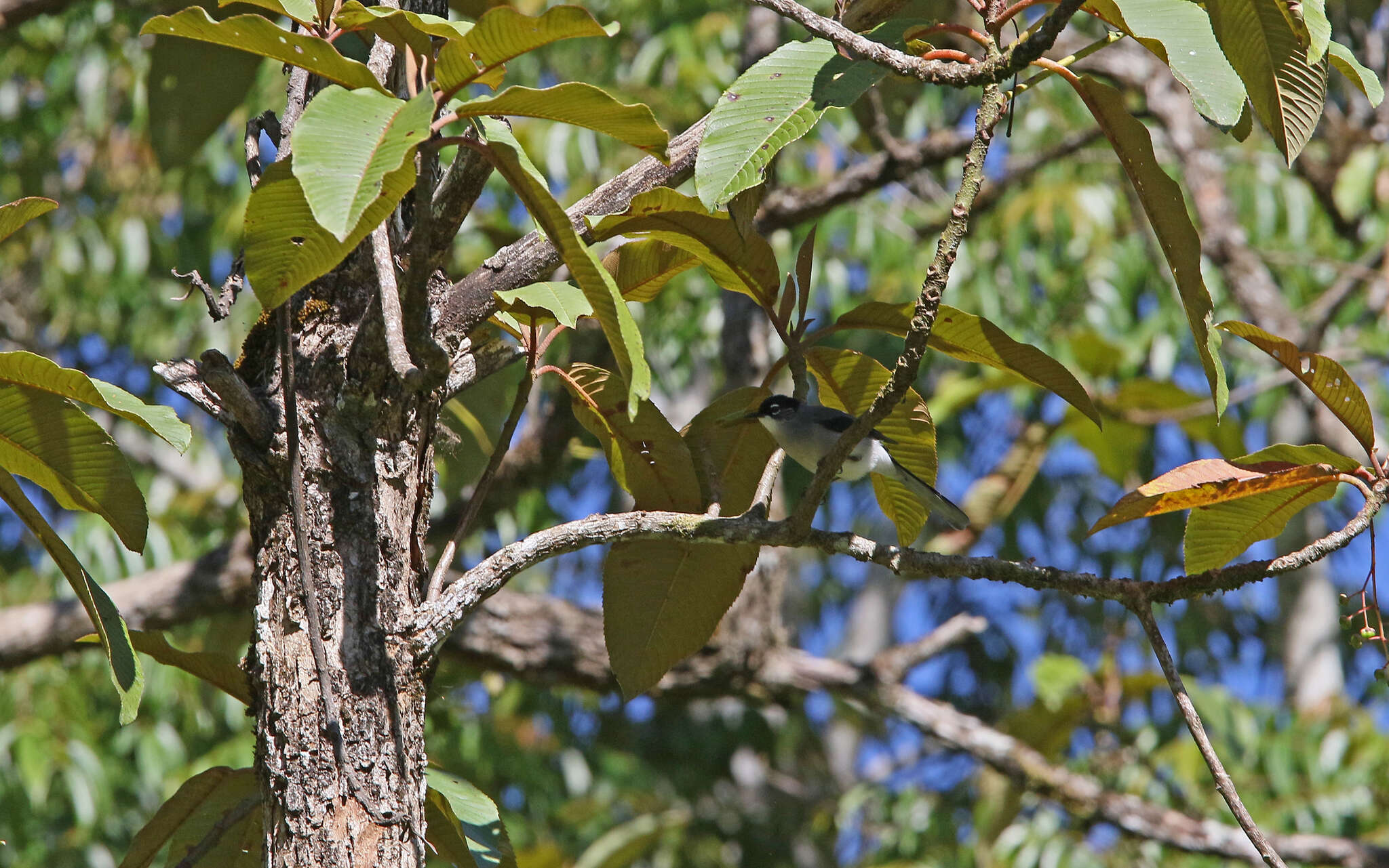 Image of Black-eared Sibia