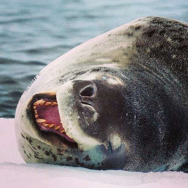 Image of leopard seal