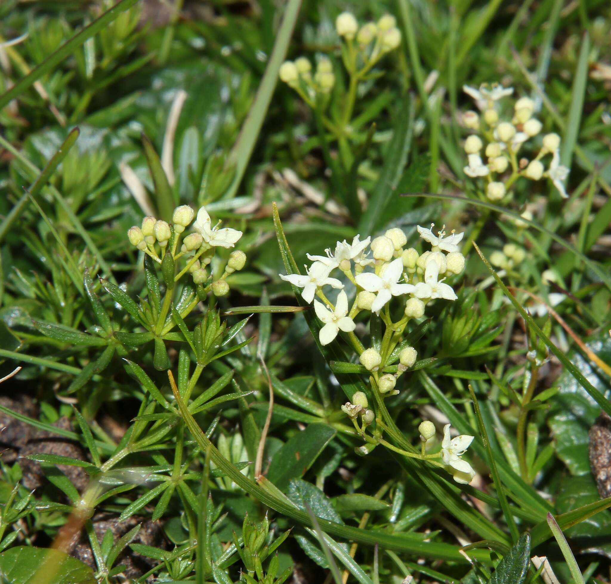 Plancia ëd Galium anisophyllon Vill.