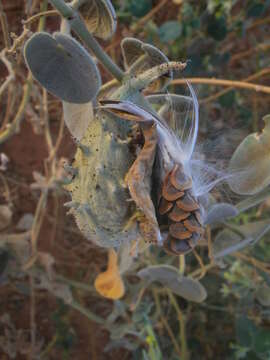 Image of Pergularia tomentosa L.