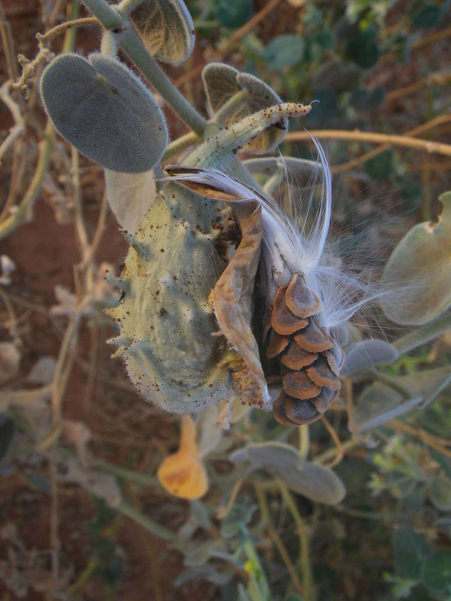 صورة Pergularia tomentosa L.