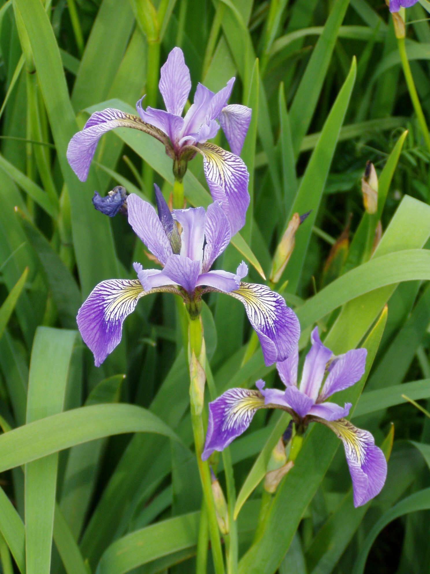 Image of blue flag