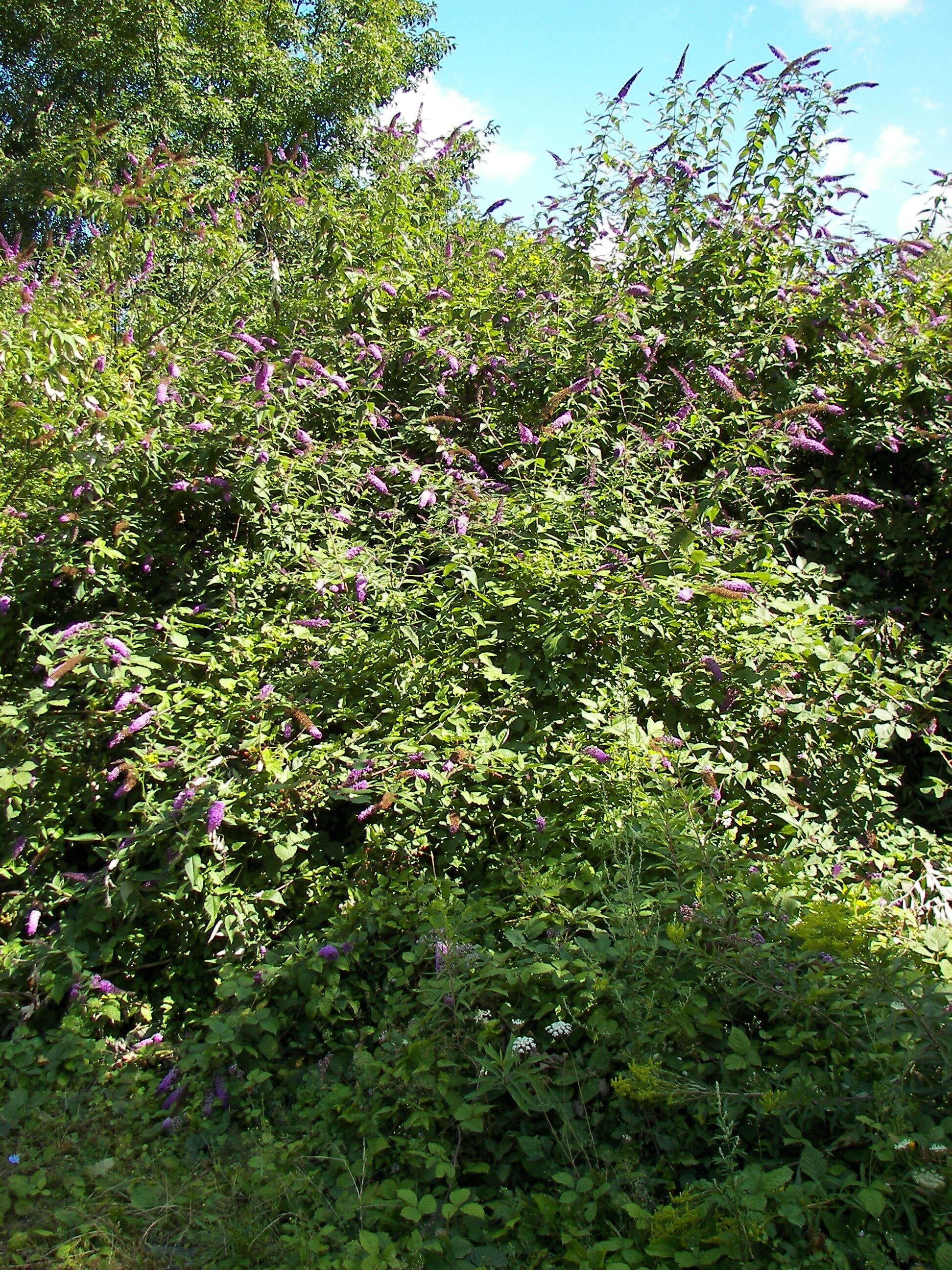 Image of butterfly-bush