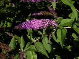 Image of butterfly-bush