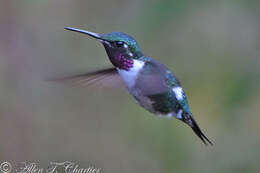 Image of White-bellied Woodstar