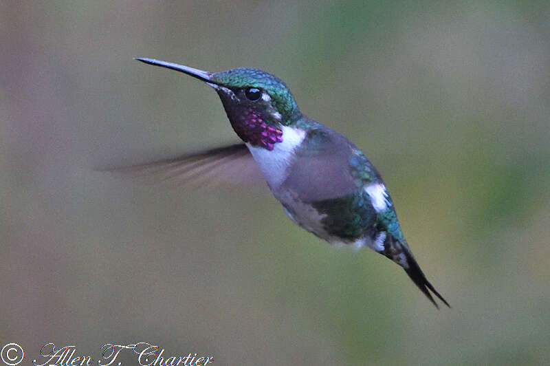 Image of White-bellied Woodstar