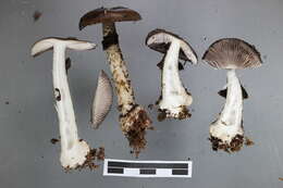 Image of Amanita nigrescens G. Stev. 1962