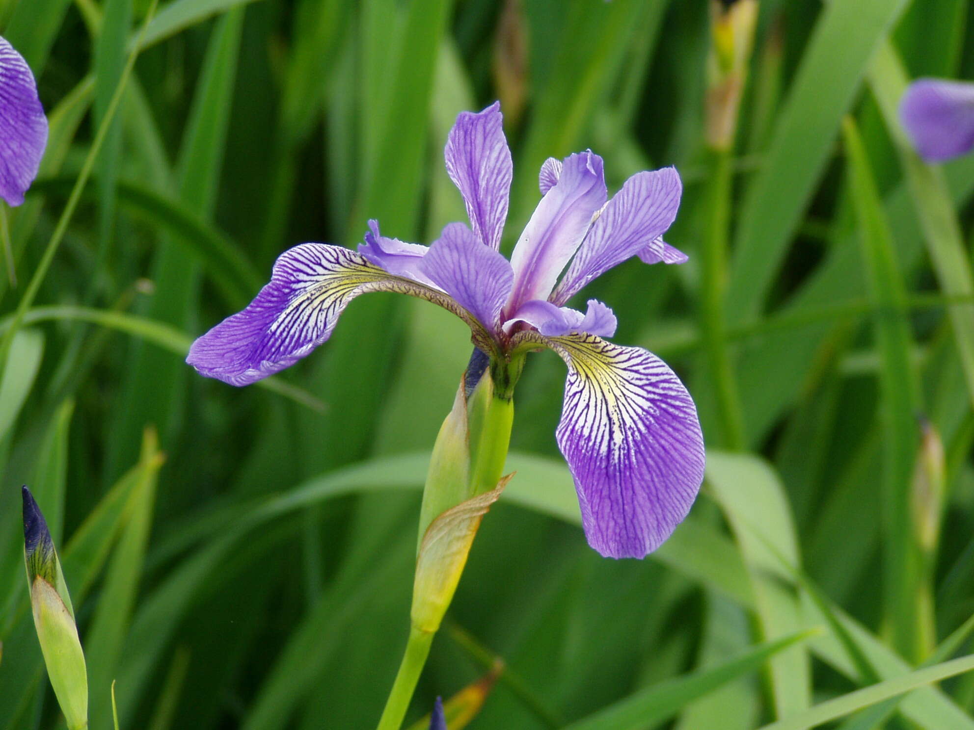 Image of blue flag