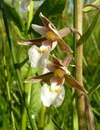 Imagem de Epipactis palustris (L.) Crantz