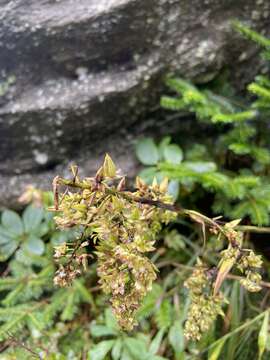 صورة Stenanthium densum (Desr.) Zomlefer & Judd