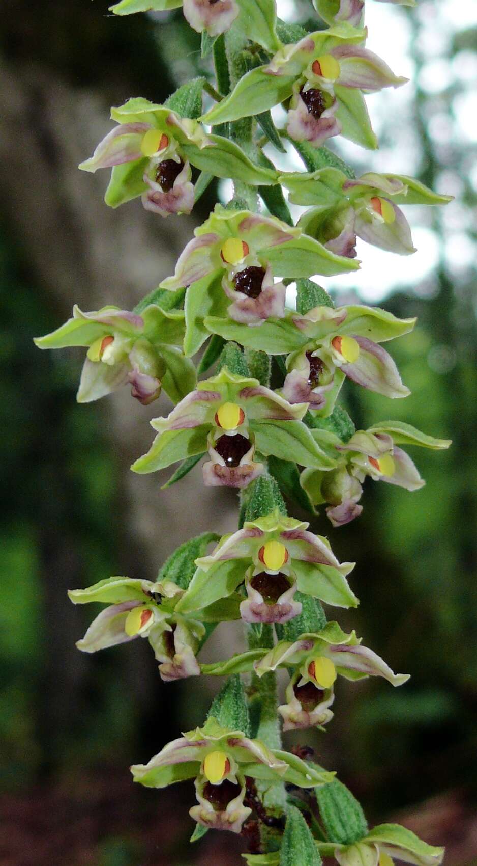 Image of Broad-leaved Helleborine