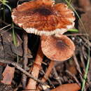 Imagem de Lepiota haemorrhagica Cleland 1931