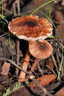 Plancia ëd Lepiota haemorrhagica Cleland 1931