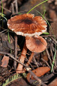 Imagem de Lepiota haemorrhagica Cleland 1931