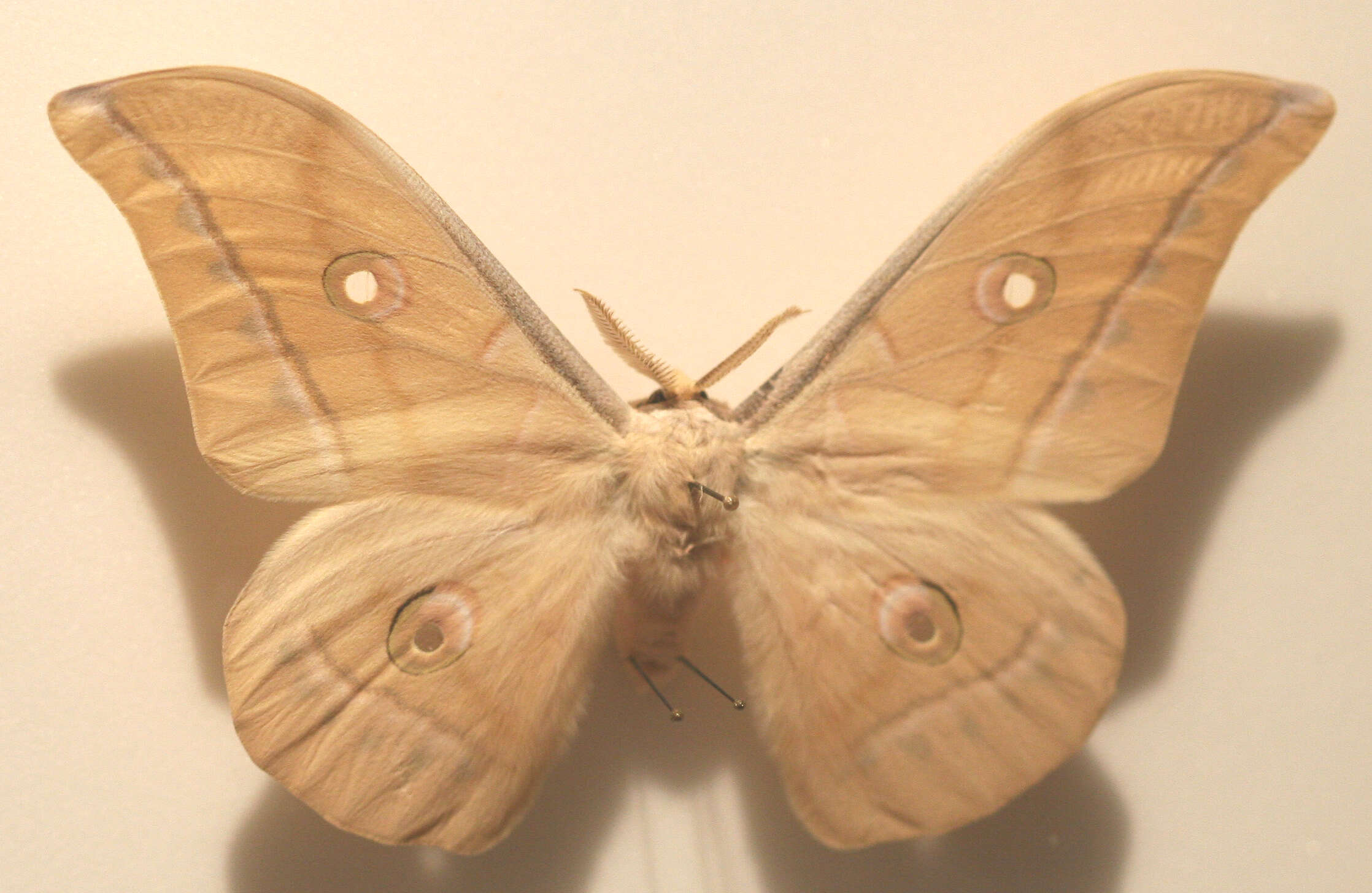 صورة Antheraea pernyi (Guérin-Méneville 1855)