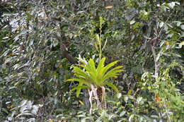 Image of Vriesea
