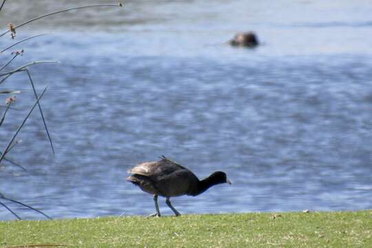 Image of North American Coot