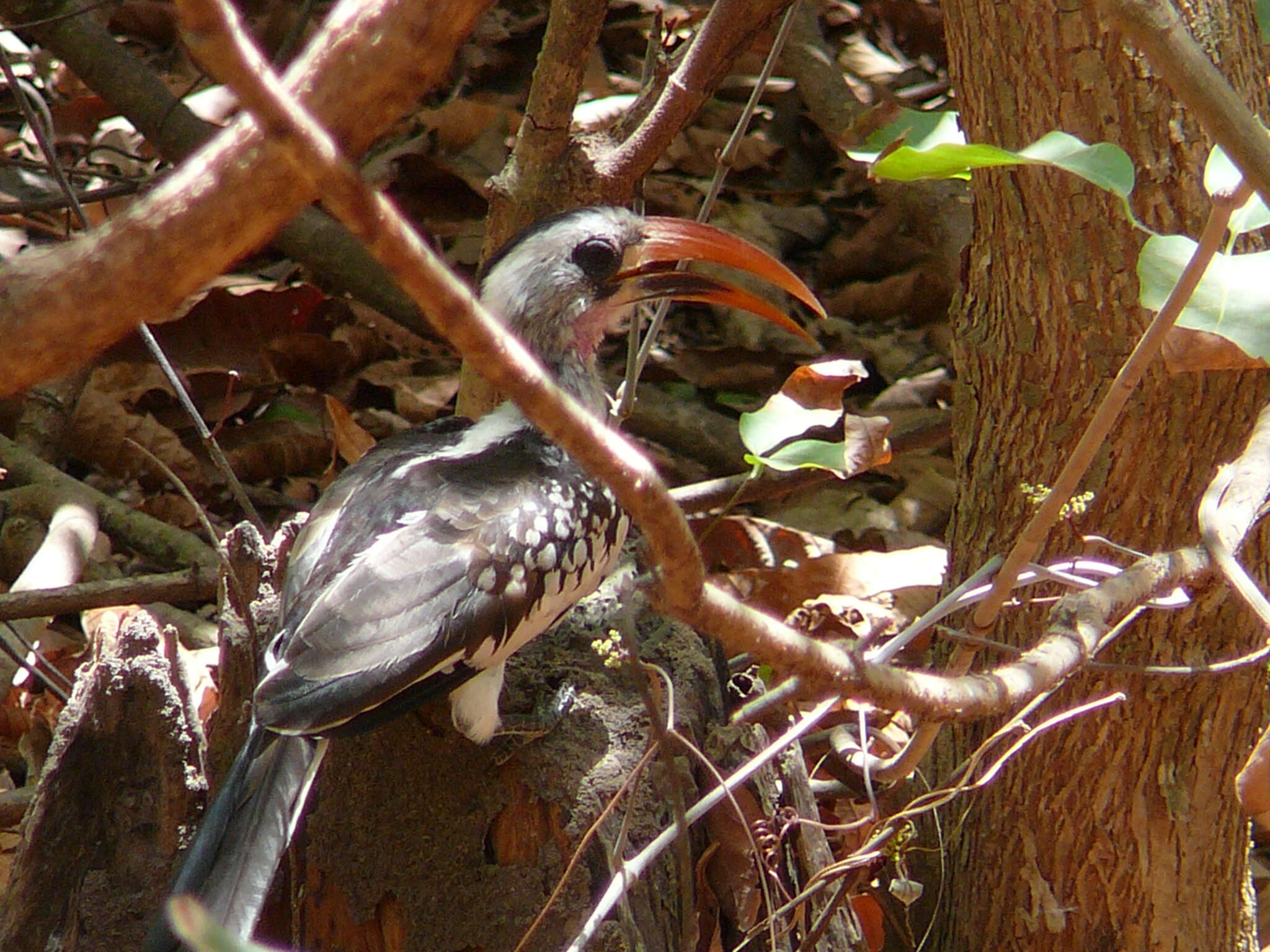 Image of Western Red-billed Hornbill
