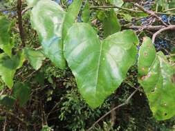 Image of Cissus fragilis E. Mey.