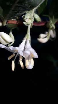 Imagem de <i>Lonicera purpusii</i>