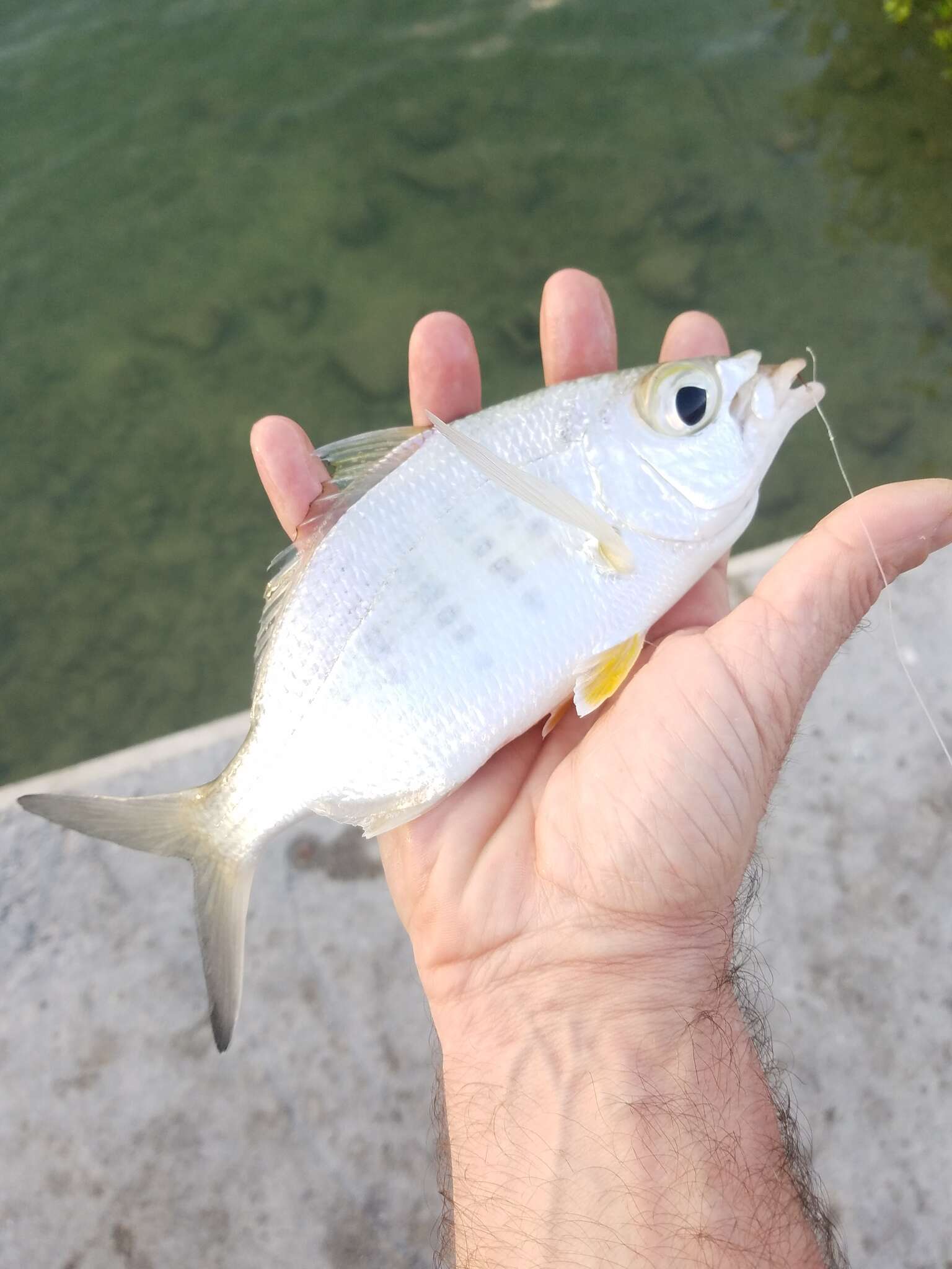 Image of Broad Shad