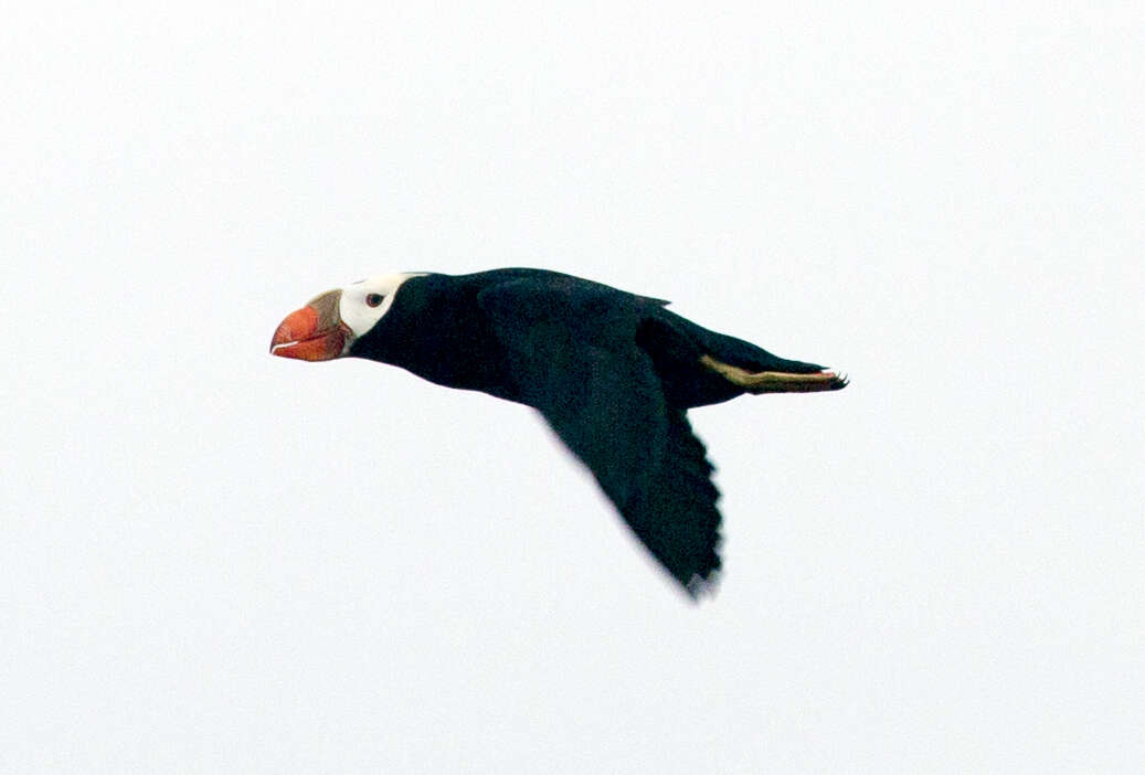 Image of Tufted Puffin