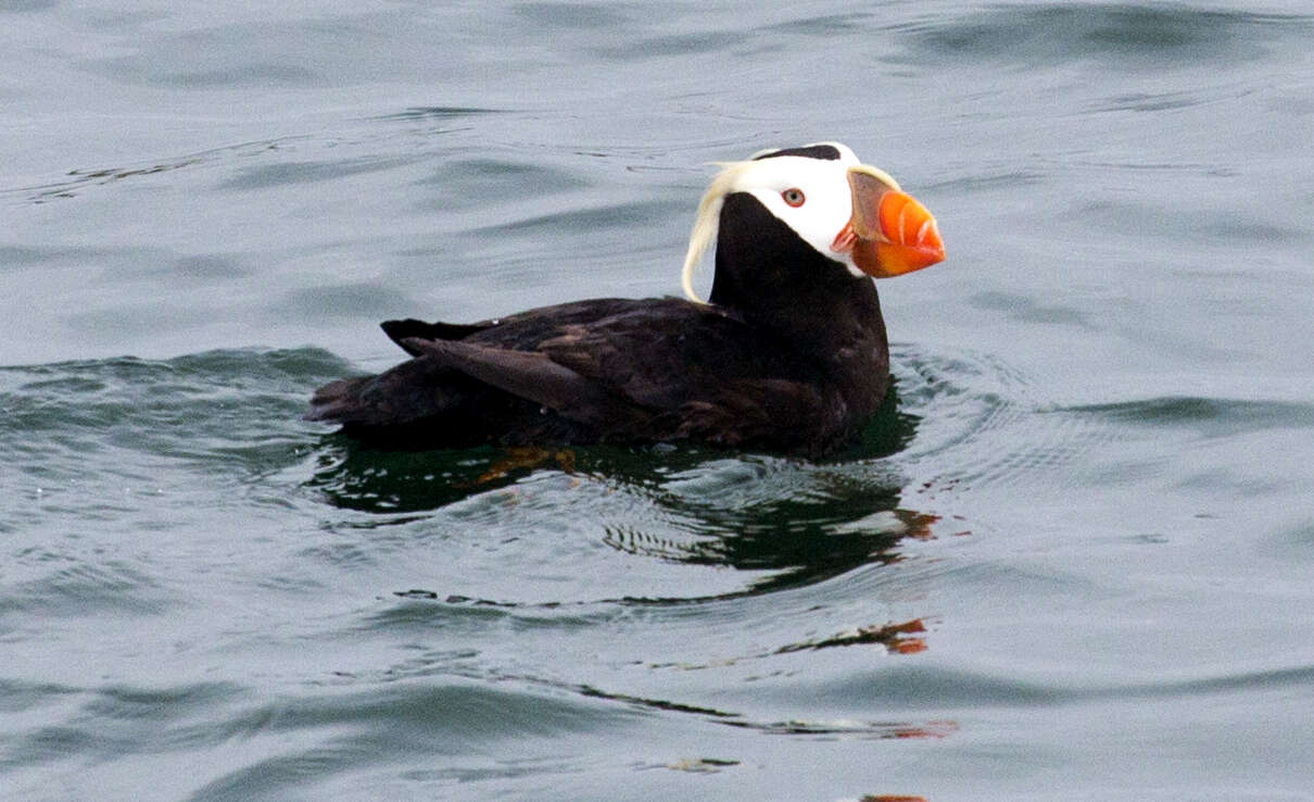 Image of Tufted Puffin