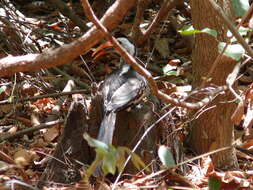 Image of Western Red-billed Hornbill