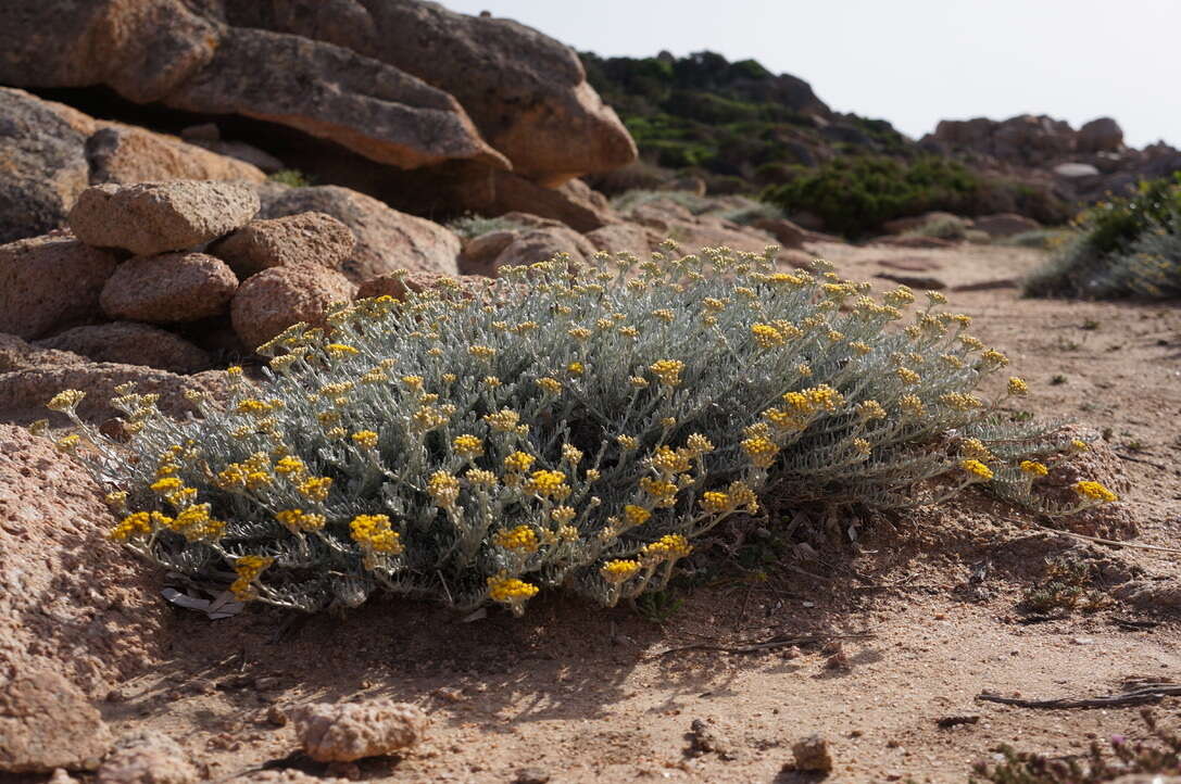 Image of Helichrysum italicum subsp. microphyllum (Willd.) Nym.