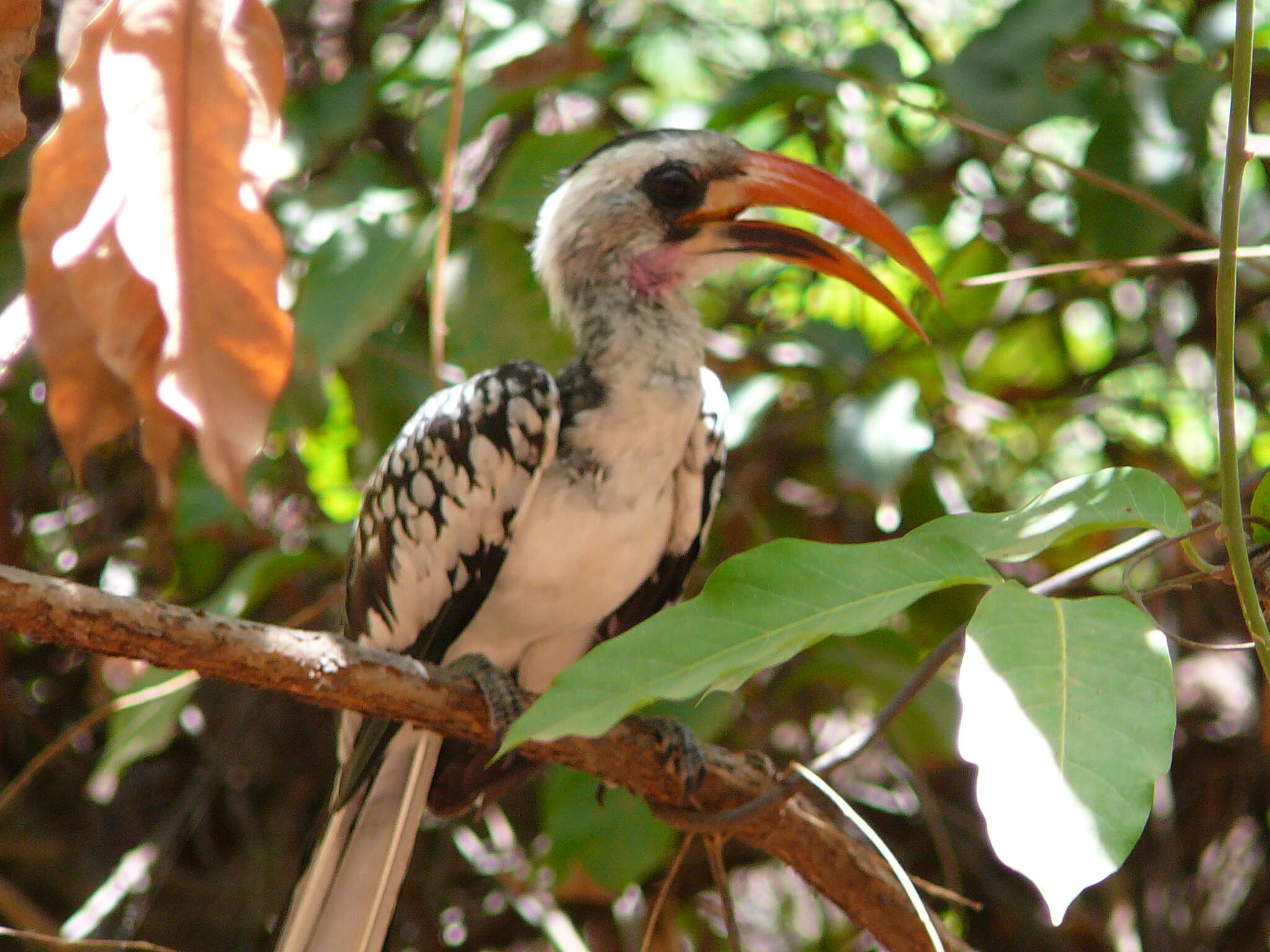 Image of Western Red-billed Hornbill