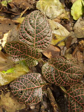 صورة Fittonia albivenis (Lindl. ex Veitch) R. K. Brummitt