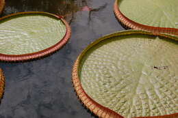 Image of Santa Cruz water-lily