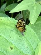 Image of Ithomia iphianassa Doubleday (1847)