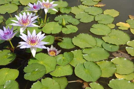 Image of Nymphaea nouchali var. zanzibariensis (Casp.) B. Verdcourt