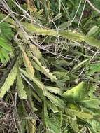 Image of <i>Rhipsalis triangularis</i>