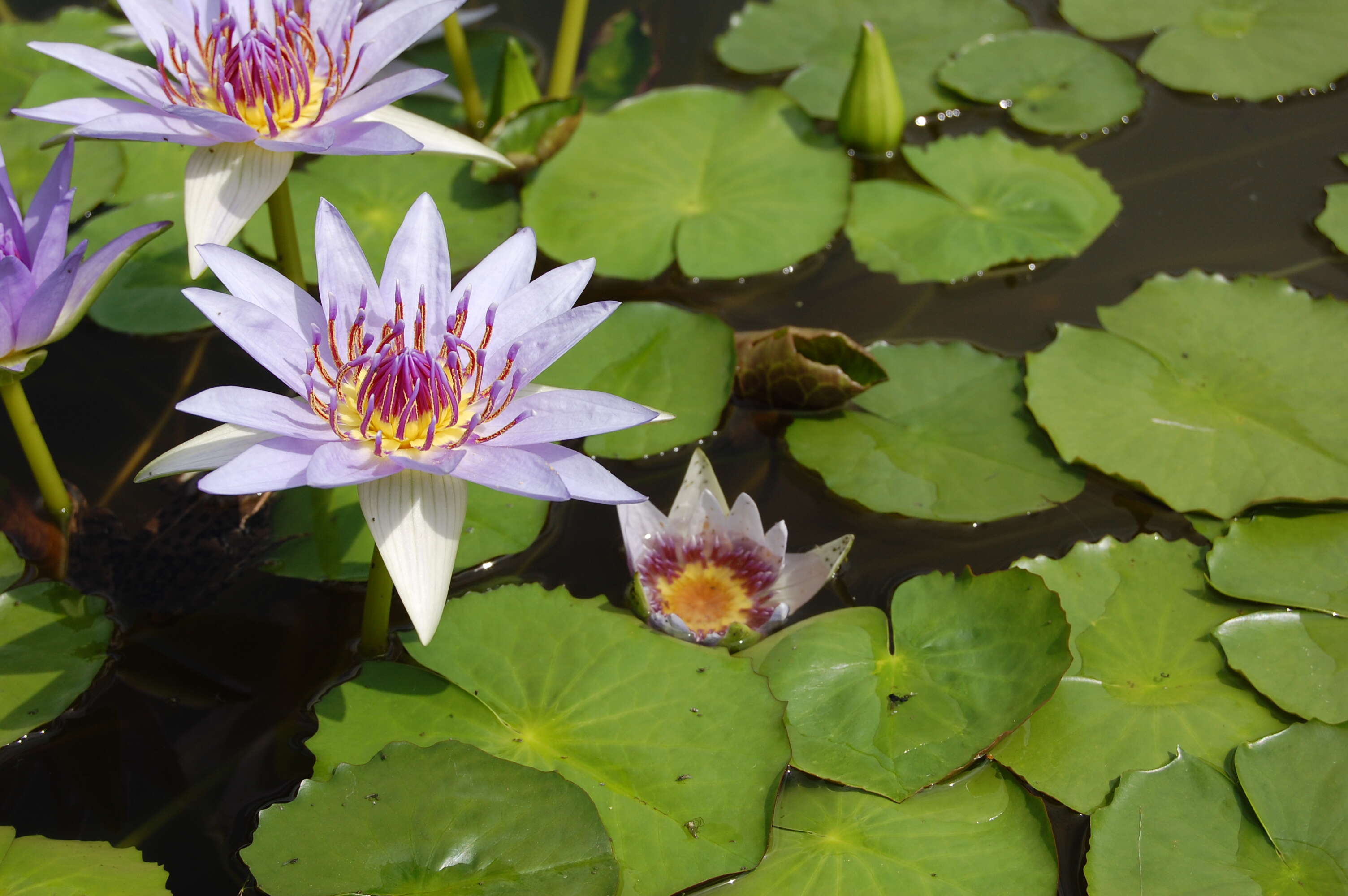 Image of Nymphaea nouchali var. zanzibariensis (Casp.) B. Verdcourt