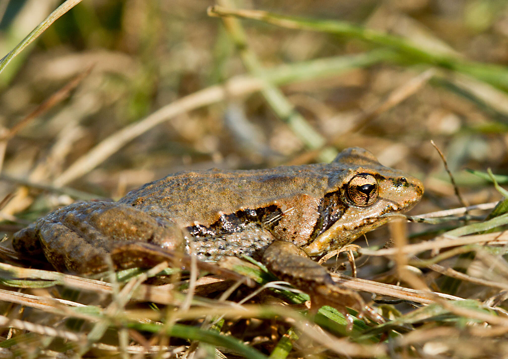 Image of Haswell’s Froglet