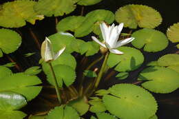 Image of Egyptian white water-lily