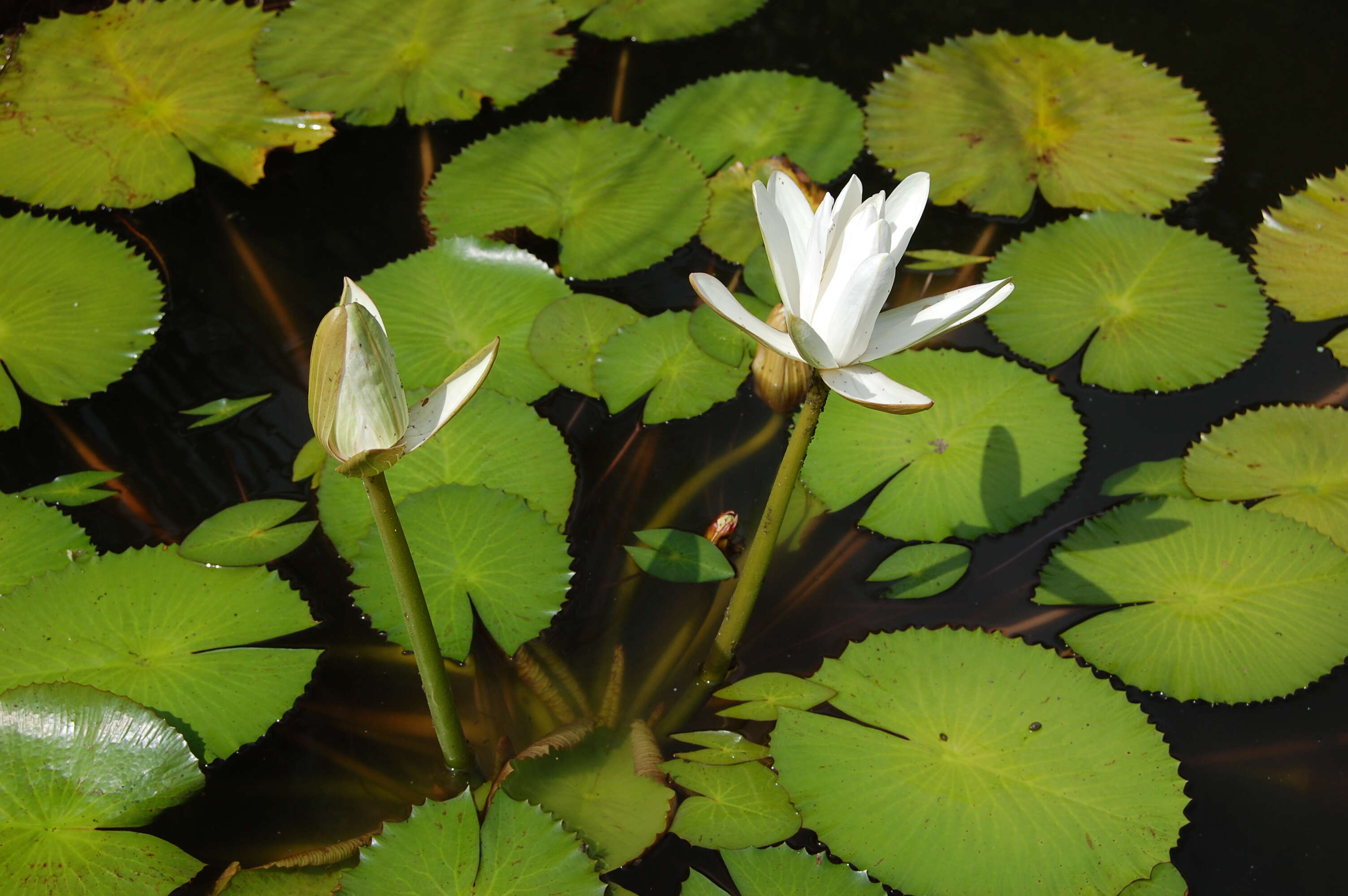 Image de Lotus tigré