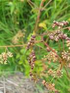 Image of spotted water hemlock