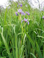 Image de blue flag iris versicolore