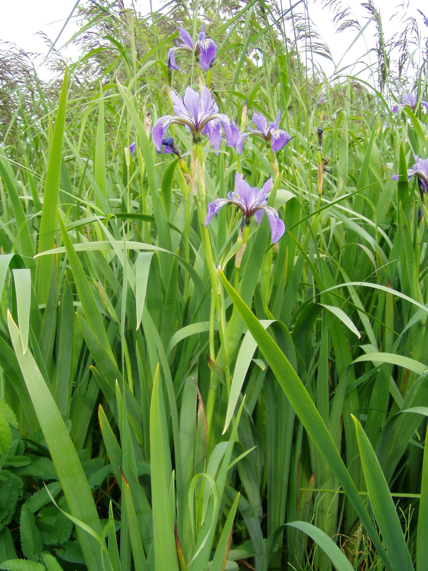 Image of blue flag