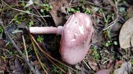 Image of Lepiota decorata Zeller 1929