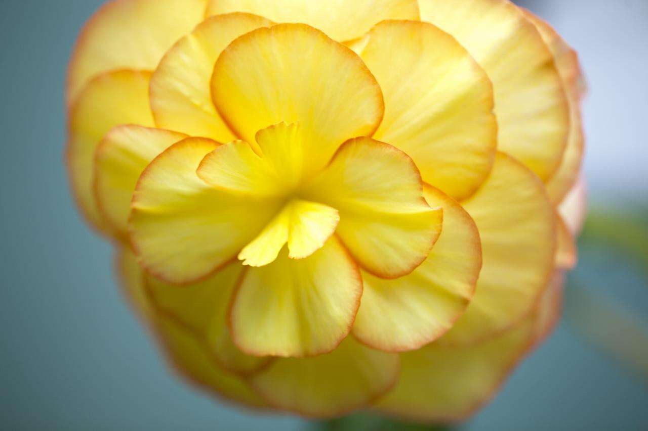 Image of Begonia tuberhybrida Voss