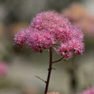 Image of rose meadowsweet