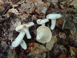 Слика од Lactifluus glaucescens (Crossl.) Verbeken 2012