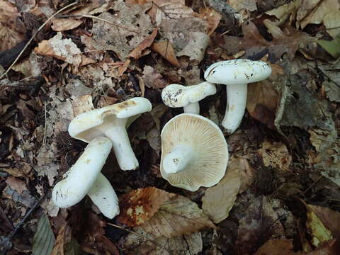 Image of Lactifluus glaucescens (Crossl.) Verbeken 2012