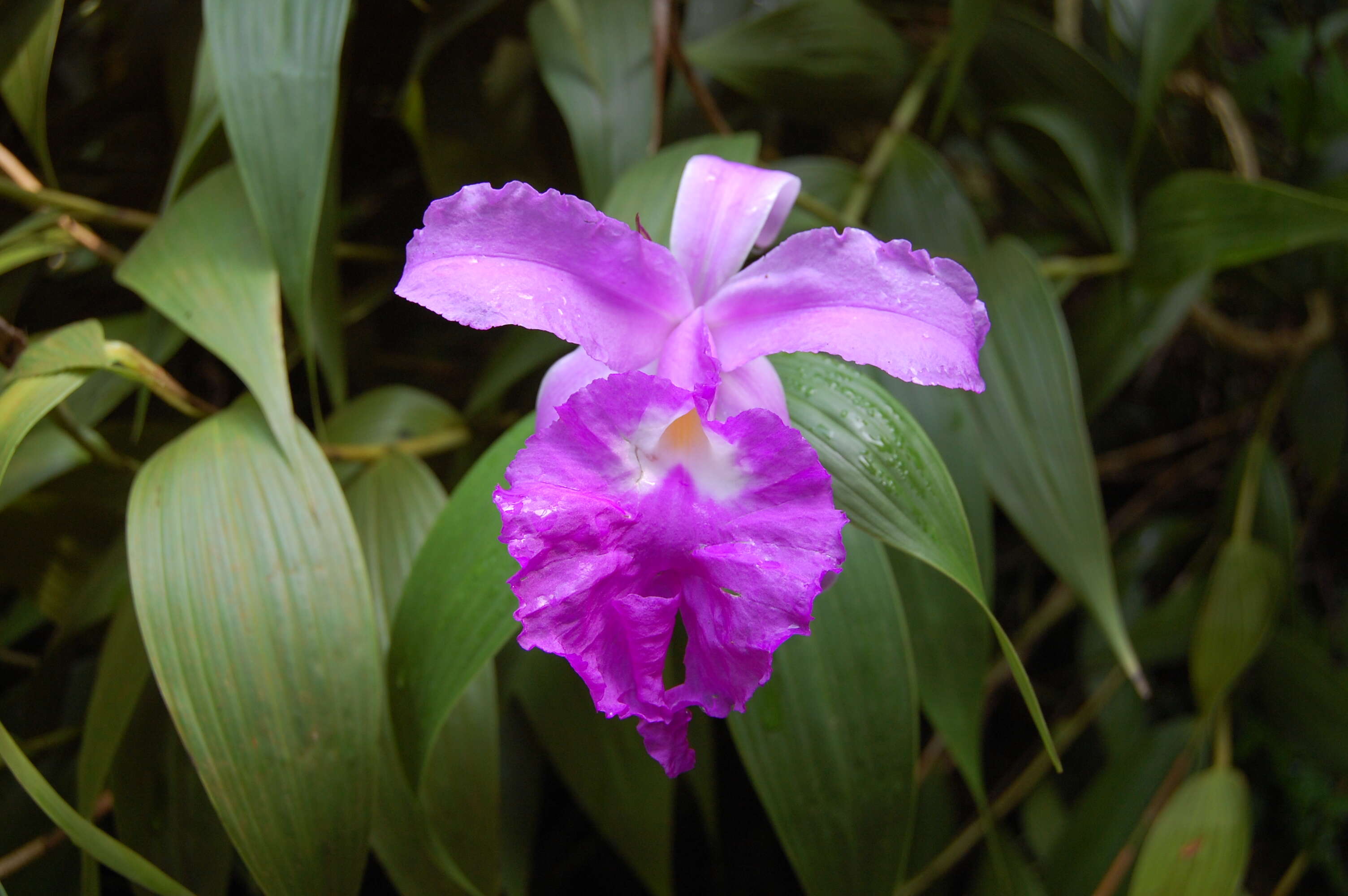 Image of orchid